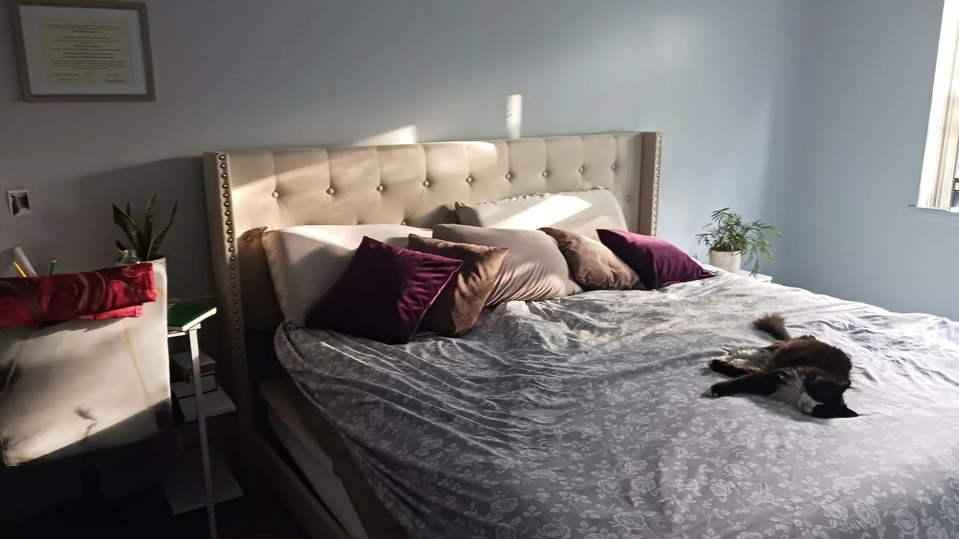 Comfy Cat Lover'S Room In Fresh Meadows New York United States